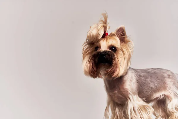 İzole edilmiş hayvanlar için soylu köpek saç stili — Stok fotoğraf