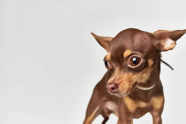 Hund Haustier Welpen Pflege isoliert Hintergrund — Stockfoto