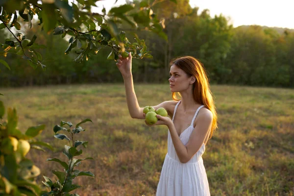 Kvinna i vit klänning i fält äpplen natur färska frukter — Stockfoto