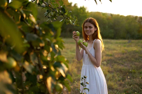 Donna allegra in un vestito bianco vicino a un albero che raccoglie mele — Foto Stock