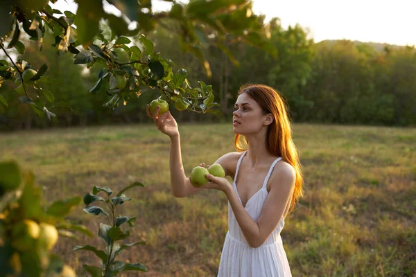 Donna in abito bianco nel campo mele natura frutta fresca — Foto Stock
