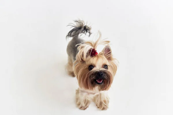 Hayvan Stüdyosu için küçük bir köpek saç stili. — Stok fotoğraf