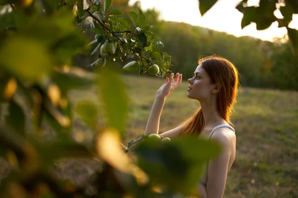 Kvinna i vit klänning plockar äpplen från ett träd i ett naturfält — Stockfoto