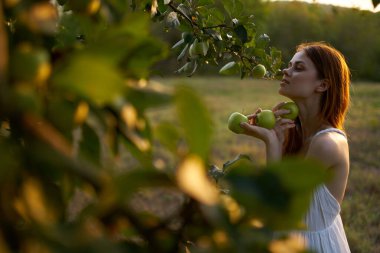 Yaz meyvesindeki ağaçtan elma toplayan bir kadın.