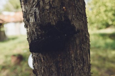 Ağaç gövdesi doğa taze hava mantarı yakın plan