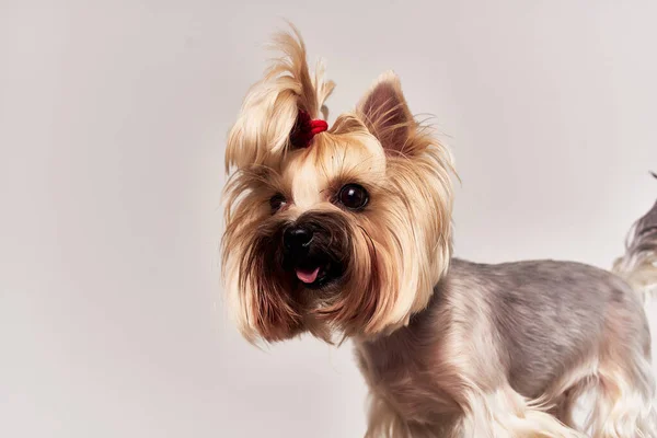 Pies Yorkshire Terrier stwarzające pojedyncze tło — Zdjęcie stockowe