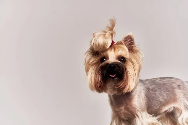 Ein kleiner Hund pet Welpe Pflege isolierten Hintergrund — Stockfoto