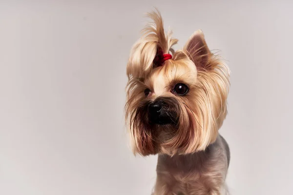 Peinado de perro para animales aislados fondo — Foto de Stock