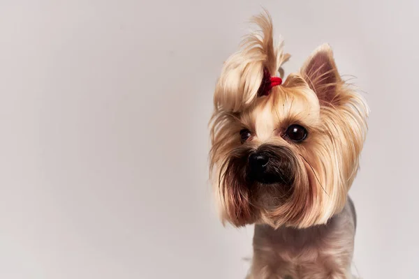 Ein kleiner Hund Welpenpflege Studio — Stockfoto