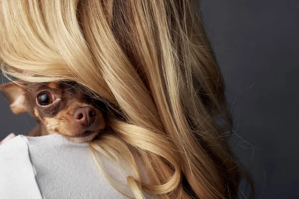 Schöne Frau ein kleiner Hund Spaß Studio beschnitten Ansicht — Stockfoto