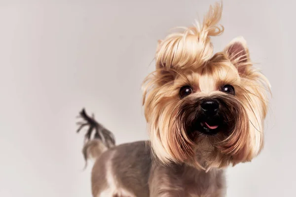 Stammbaum Hund Haustier Welpen Pflege isolierten Hintergrund — Stockfoto
