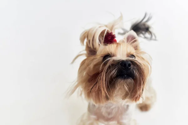 Un peinado de perro pequeño para animales aislados fondo — Foto de Stock