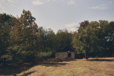 Kırsal alandaki ağaçlar doğa güneşi yaz mevsimi