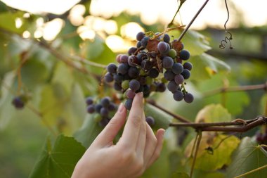 Üzümler doğa yaz güneşi dinlenme