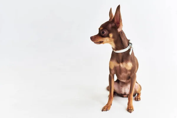 Ein kleiner Hundefreund aus menschlicher Nähe — Stockfoto