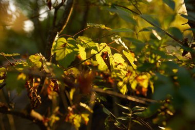Yeşil çalılar doğaya yakın.