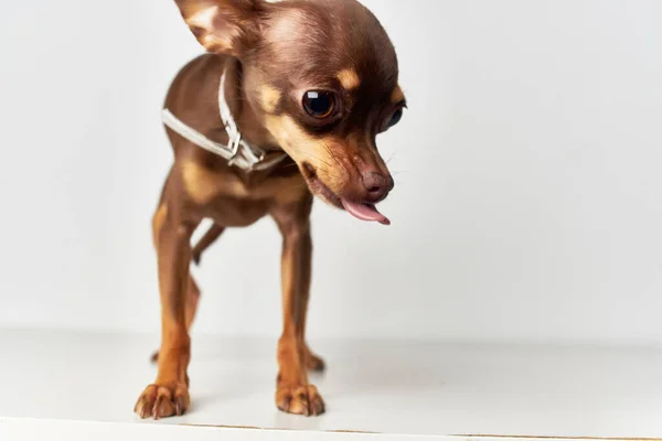 Chihuahua ssaki przyjaciel z bliska człowieka — Zdjęcie stockowe