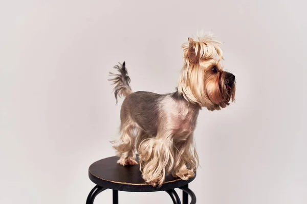 Şecereli köpek yavrusu tımarlama stüdyosu — Stok fotoğraf