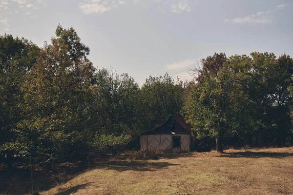 Зеленое дерево — стоковое фото