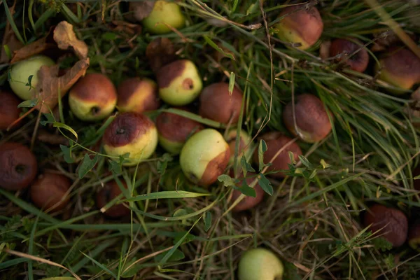 Упавшие яблоки на траве — стоковое фото