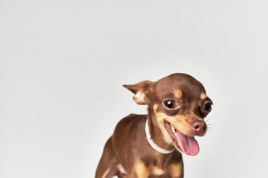 Küçük köpek memelileri. İnsanların izole edilmiş geçmişinin dostu.