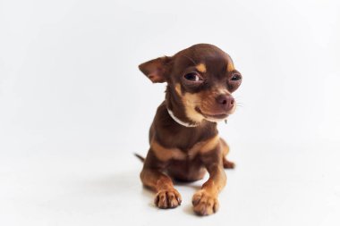 Soylu köpek chihuahua yalıtılmış bir arka plan oluşturuyor.