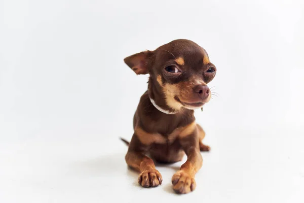 Pedigree chien chihuahua posant fond isolé — Photo