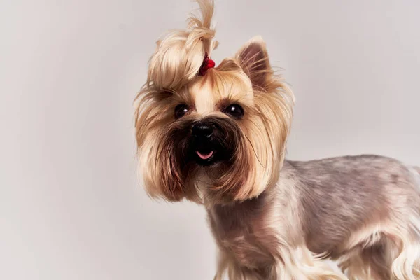 Un peinado de perro pequeño para animales aislados fondo — Foto de Stock