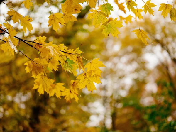 Folhas de outono no chão vista superior natureza da floresta — Fotografia de Stock