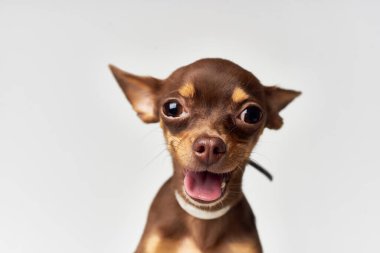  Stüdyodaki Chihuahua izole edilmiş arka planda. Yüksek kalite fotoğraf