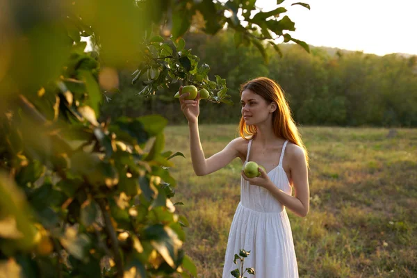 Mujer recoge manzanas de árbol naturaleza aire fresco —  Fotos de Stock