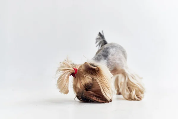 Hondenkapsel voor dieren Studio — Stockfoto