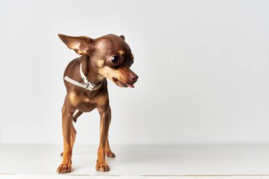 Stüdyoda izole edilmiş bir arka planda evcil köpek. Yüksek kalite fotoğraf
