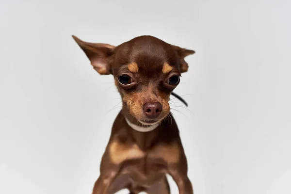 Маленька Собака Студії Ізольованому Фоні Високоякісна Фотографія — стокове фото