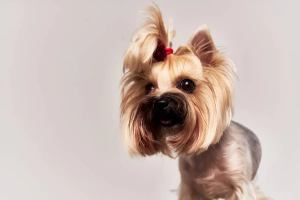 Şecereli köpek yavrusu tımarlama stüdyosu — Stok fotoğraf