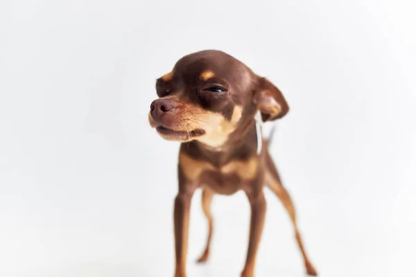 Un pequeño perro chihuahua posando fondo claro — Foto de Stock