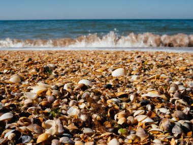Sahilde deniz kabukları. Okyanus manzarası. Yakın plan.