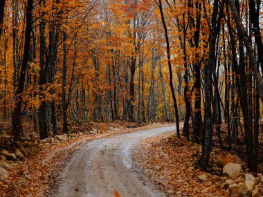 Orman yol ağaçları Sonbahar doğa seyahati