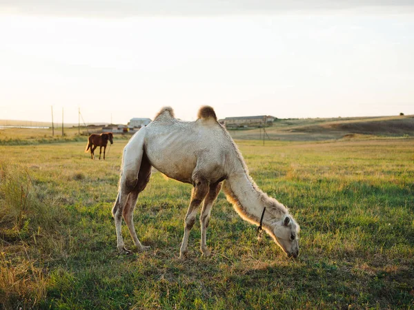 Camello en el campo campo verde paisaje naturaleza mamífero —  Fotos de Stock