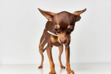 Küçük köpek Stüdyo ışığı arka planında poz veriyor