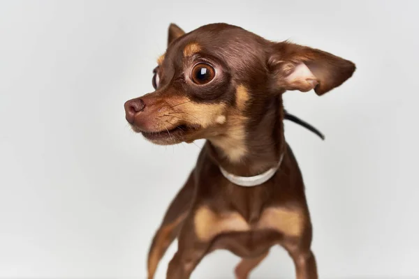 Petit chien mammifères ami de fond de lumière humaine — Photo