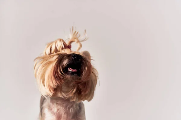 Een kleine hond kapsel voor dieren geïsoleerde achtergrond — Stockfoto