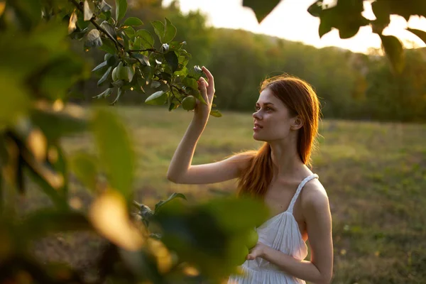 Mulher de vestido branco pega maçãs em frutas da natureza — Fotografia de Stock