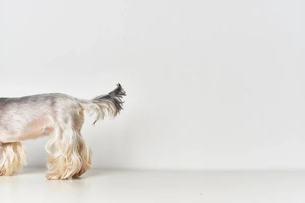Yorkshire Terrier Odosobnionym Tle Wysokiej Jakości Zdjęcie — Zdjęcie stockowe
