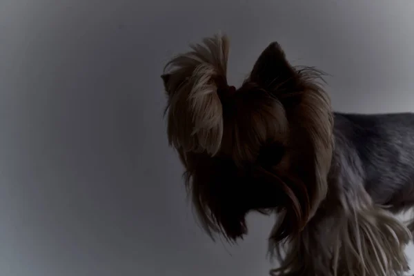 Stamboom hond Yorkshire Terrier poseren geïsoleerde achtergrond — Stockfoto