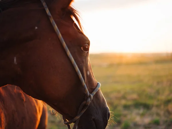 Kůň zvíře savec v terénu chůze čerstvý vzduch — Stock fotografie