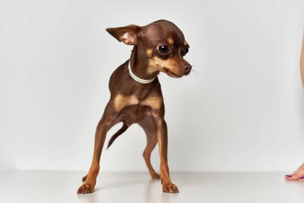 Chihuahua pedigrí lindo mirada aislado fondo —  Fotos de Stock