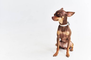 Stüdyoda küçük bir köpek yavrusu. Yüksek kalite fotoğraf