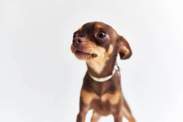 Pedigree chien ami de l'humain close-up isolé fond — Photo