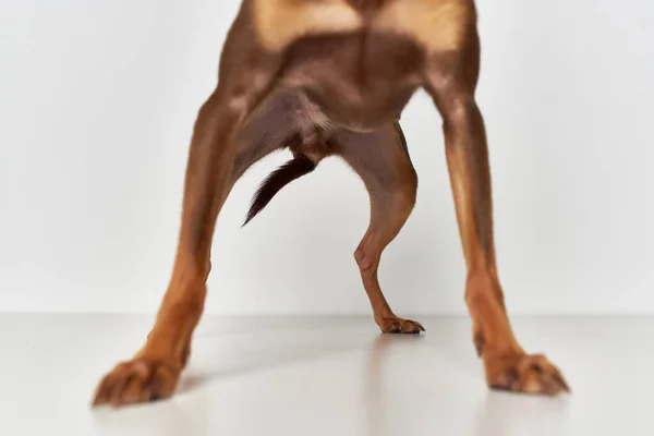 Mamíferos mascota amigo de fondo de luz humana —  Fotos de Stock